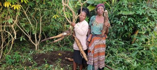 Part of modern cassava farming for food security and ending malnutrition and poverty at household level in Bunyangabu district,Uganda with funds from Women First,USA.